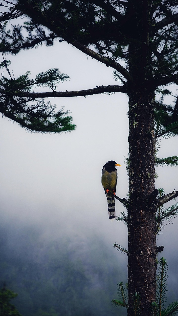 bird3