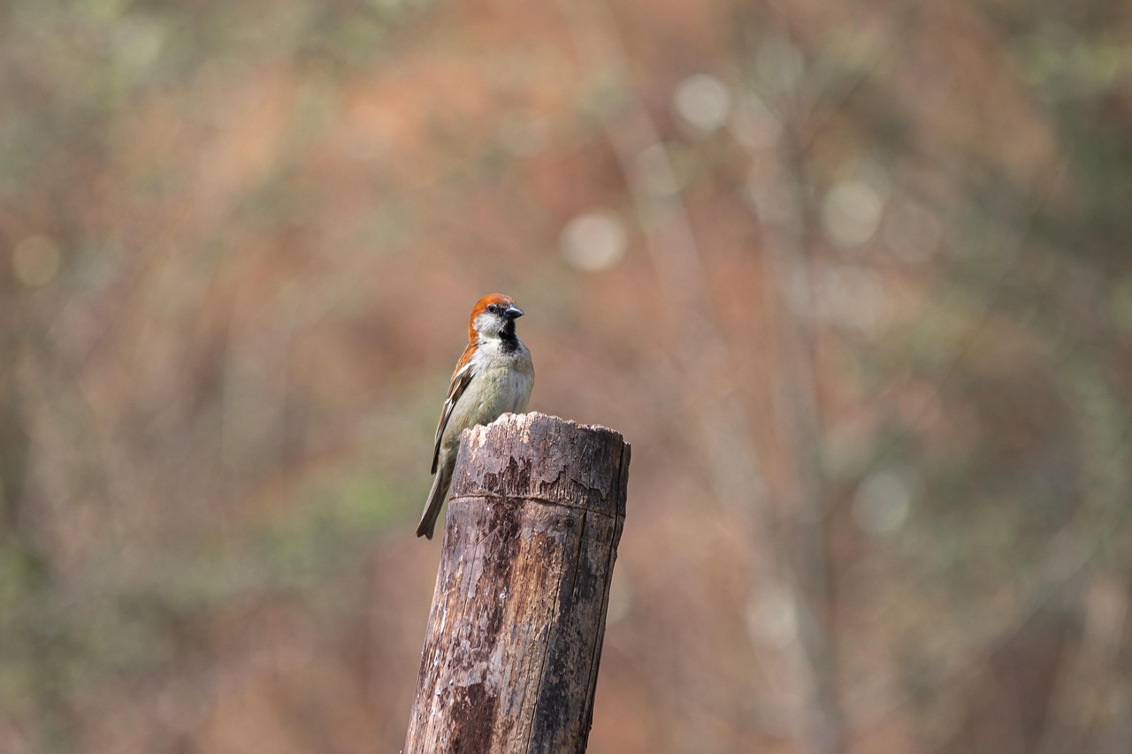 bird2