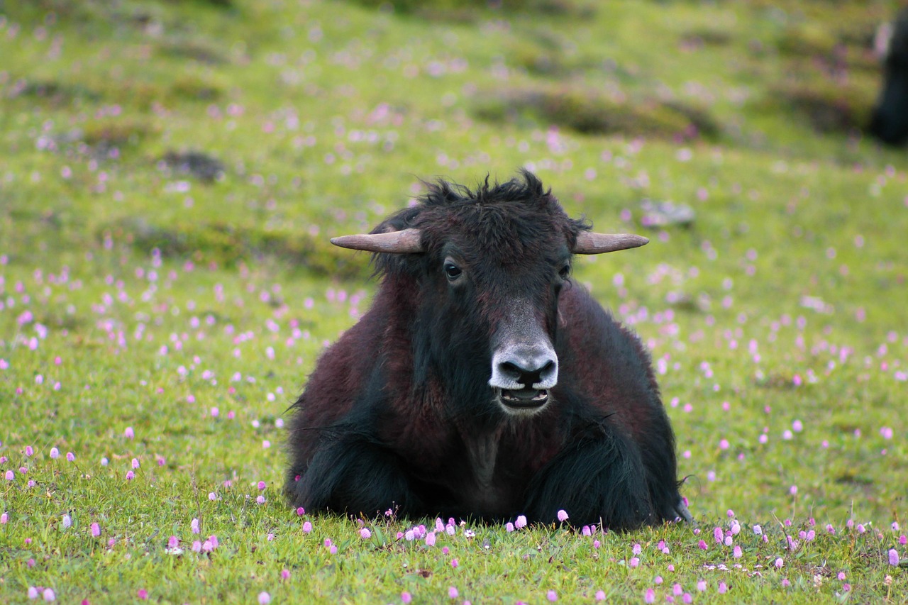 Bhutan Yak