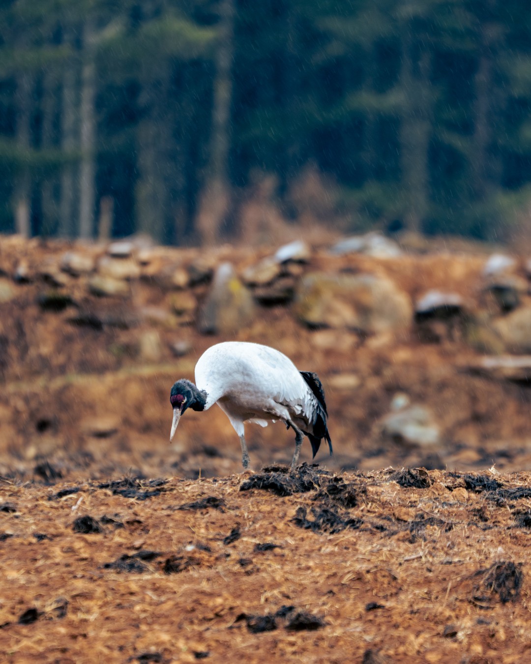 Black-necked Crane