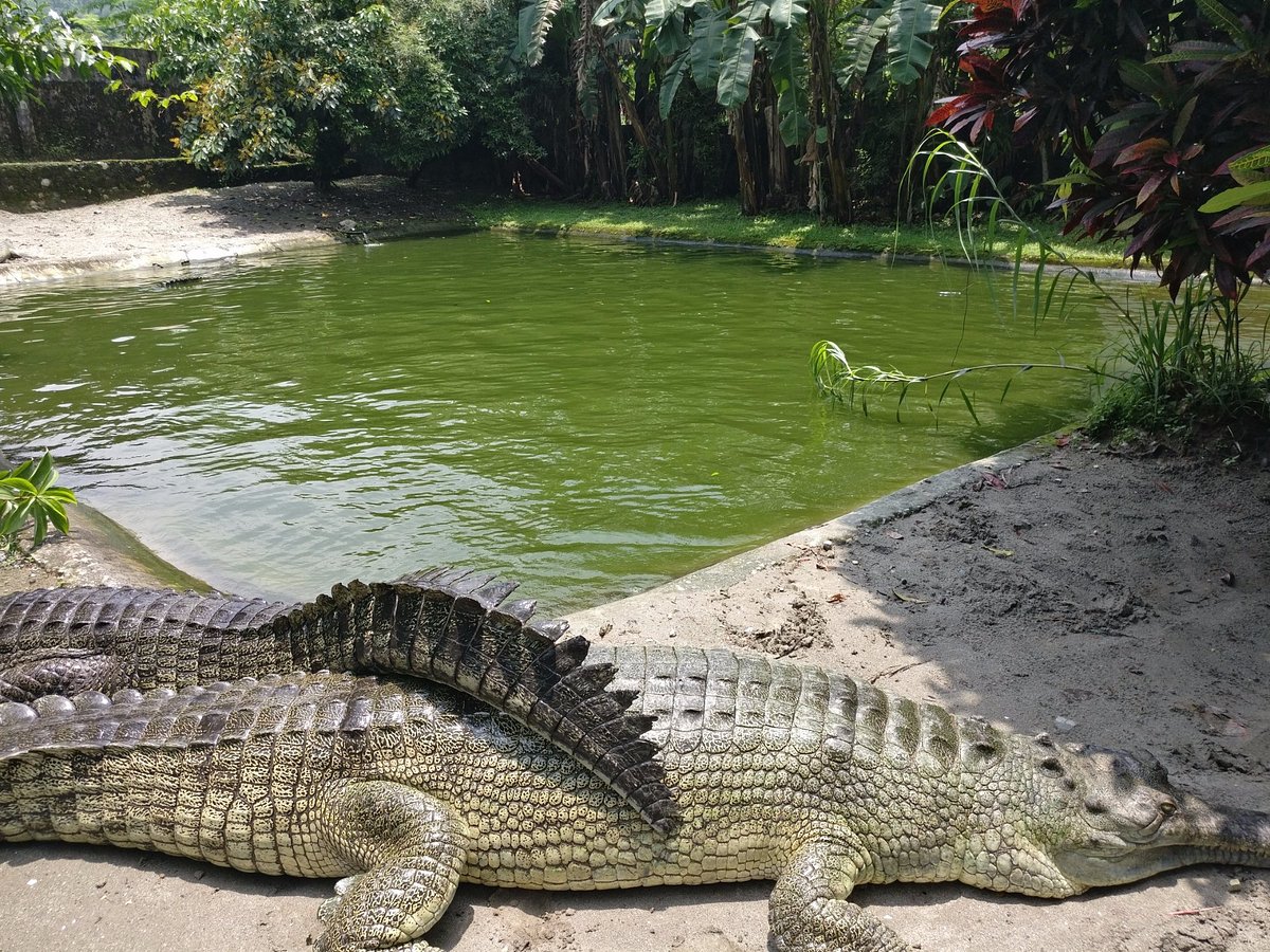 Amochu Crocodile